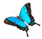 IdeaJam V1.7.2